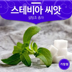 스테비아 씨앗 스테비아씨 종자 허브 설탕초 50알, 1개