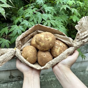 감자 산지직송 수미 두백 제철감자 찜 알감자 통구이용, 1박스, 알감자/통구이용 (40~80g) 1kg