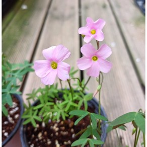 행복한꽃순이/분홍스텔라타사랑초/번식력이좋아요, 1개