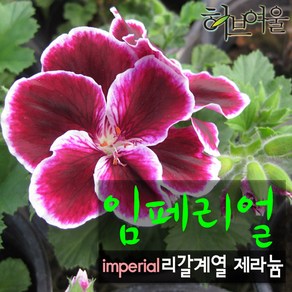 [허브여울제라늄] 임페리얼 (큰꽃 리갈제라늄) 지름 10cm 소품화분 (상토와 마사만 사용), 1개