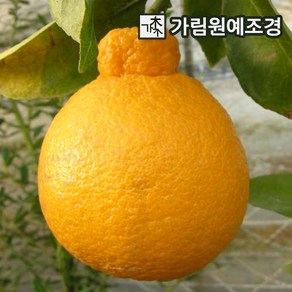 귤나무 한라봉 7치화분 결실주 묘목 나무 나무언니, 5개