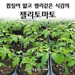 [모종심는아빠] 껍질이 얇고 젤리같은 식감의 젤리토마토 모종, 젤리토마토 노랑1컵, 1개