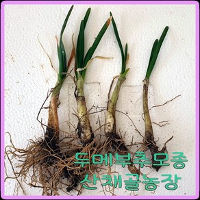 화천산약초 두메부추 모종 / 뿌리종근 1촉당400원, 50개