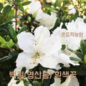 온뜨락농원 [백철] 영산홍 연산홍 최상품 40cm 조경수 정원수 전원주택조경 대단지조경공사용 (철쭉-흰색꽃), 1개