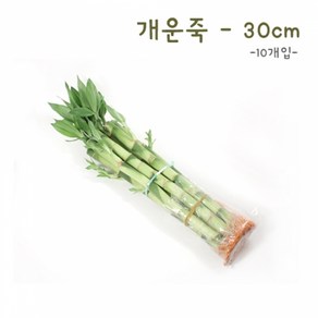 개운죽 30cm(10개)