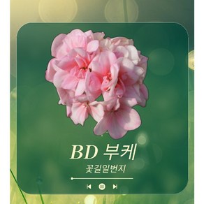 제라늄농장 (12호) BD부케 유럽제라늄 / 농장직영 직접선별발송 제라늄 베란다가드닝 추천, 1개