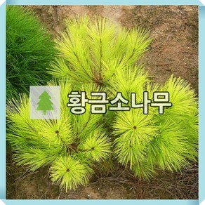 황금소나무 묘목 접목3년 택배비별도