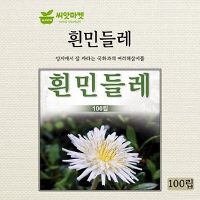 다농 흰민들레 씨앗 100립, 1개