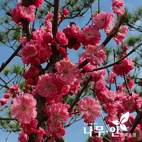 [나무인] 분홍옥매화 분홍겹꽃 묘목, 1개
