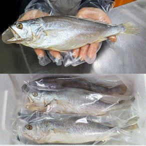 반건조 부세 조기 3마리 특대 배안갈라진 큰조기 제수용 내장손질 제사, 270g, 3개