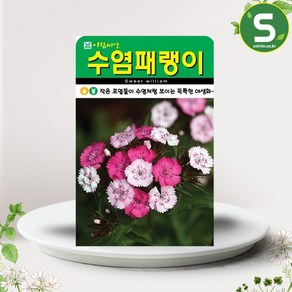 솔림텃밭몰 수염패랭이꽃씨앗 1000립 수염패랭이꽃 꽃씨앗 꽃씨, 1개