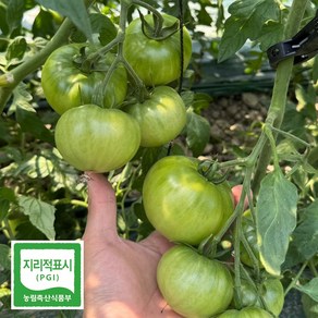 초특가 청담농수산 특품 대저토마토, 1개, 2.5kg (2S-3S) 로얄과
