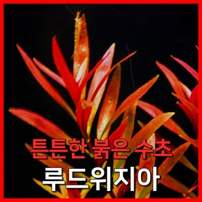 [수초농부] 루드위지아 튼튼한 붉은 수초