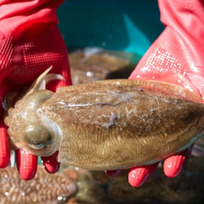 국내산 당일조업 싱싱한 활 갑오징어 1kg Squid (3~7미) 급냉, 1박스, 횟감용 가을 갑오징어1kg(4-7미)