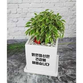 [메세지화분] 아무말대잔치 축하선물 개업 승진 커플 기념일 공기정화식물 자유문구, 정사각_중형, 칼라벤자민, 1개