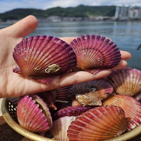 자체 세척하여 표면이 깨끗한 산지직송 제철 홍가리비 비단가리비, 1개, 1kg(30미 내외)