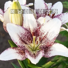 백합 스위트자니카 [4포트 복남이네야생화 모종 백합 구근 식물 릴리 lily], 4개