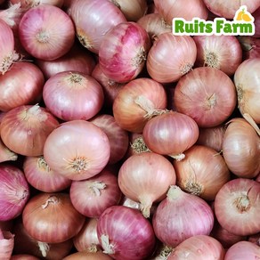 [루츠팜] 미얀마 샬롯 1kg 미얀마샬롯 험댕 미니양파 shallot 모충, 1개