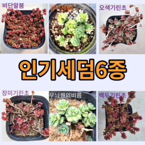 인기세덤6종 / 선택옵션 9cm포트 월동식물 야생화 바위솔 봄꽃 꽃과정원이야기, 4)장미기린초, 1개