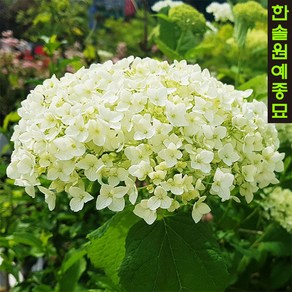 미국수국(스트롱아나벨) 인크레더블 C3 화분묘, 1개