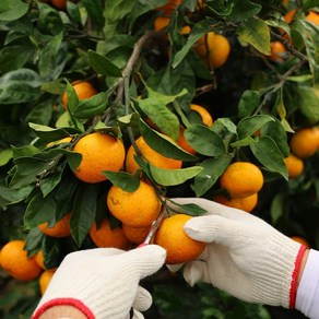 산지로드 고당도 제주 감귤, 1개, 10kg 로얄과(S/M)