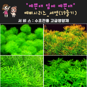 [물풀정원 서비스증정] 예쁜수초 옆에 애쁜수초 세엣(19줄기), 1개