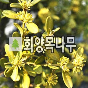 황금회양목나무 묘목 키20cm내외 4주묶음