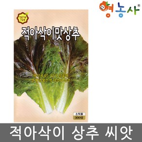 적 아삭이 상추씨앗 300립 빨간 아삭이상추씨 종자 키우기