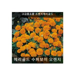 식용꽃 씨앗 모음 ... - (맨드라미 캐슬 오렌지 5000립), 1개