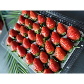 매일 매일 새벽에 수확하여 신선하고 달콤한 프리미엄 대과 특품 설향딸기, 1박스, 1kg 특품 (40-48과)내외