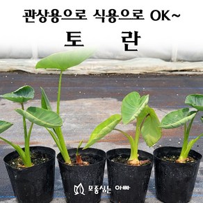 [모종심는아빠] 관상용으로 이쁘고 식용으로도 가능한 토란 모종, 1개