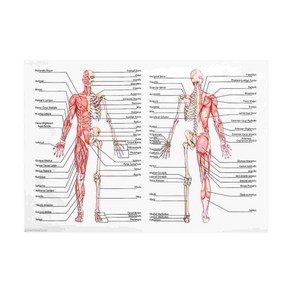 교육용 모델 모형 고급 인체 해부학 포스터 근육 시스템 골격 학교 및 병원용 벽걸이 차트, 01 Assoted Colo