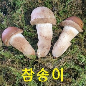 곡성 무농약 참송이버섯 1kg /500g (2시전 주문시 내일도착), 1박스, 가정용 500g