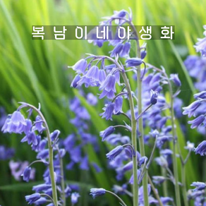 구근 잉글리쉬블루벨 논스크립타 [8구 복남이네야생화 추식구근 bluebell]