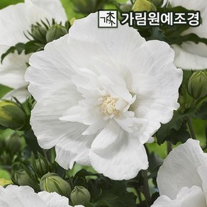 무궁화나무 무궁화 정원수 가림원예조경, 쉬폰무궁화 화이트 P11포트, 1개