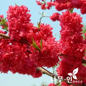 [나무인] 꽃복숭아 홍도화 R5, 1개