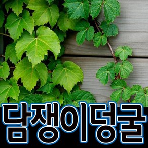 순희농장 담쟁이덩굴 한국담쟁이 13개묶음