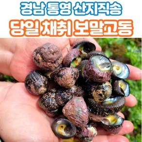 산지직송 통영 자연산 보말 고동 고둥 당일채취 1kg 2kg 3kg, 1박스