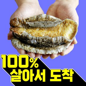 복다미 전복선물세트 특대 완도전복직거래, 6호, 1세트, 1kg