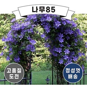 (나무85) 클레마티스 10cm 포트, 5.멀티블루, 1개