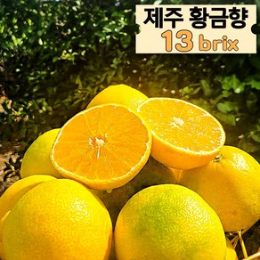 제주 산지직송 황금향 13bix 가정용 2kg 1박스, 1개