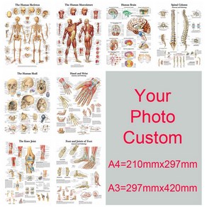 인체 포스터 골격 근육 뼈 해부도 신체 맞춤형 구조 해부학 종이 가정 해골 사진 생리 벽화 장식 의료실 예술, A55.8x8.3inch_13=13