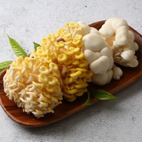 노랑느타리버섯(순정) 1kg (200g x 5팩) - 우리품종 경기버섯