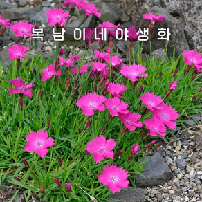 사계패랭이 [4포트 복남이네야생화 모종 그라스 잔디패랭이 디안서스 dianthus], 4개