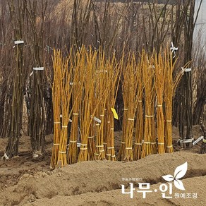 [나무인] 황금회화나무 묘목 키1.2m, 1개