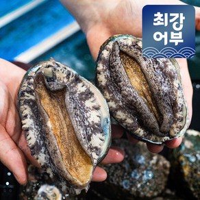 완도 활전복 1kg 국산 특대 꼬마 미니 전복, 1개, 1kg(25-30미)