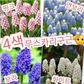 무스카리구근 4색혼합 40개묶음/무스카리가 추운 눈 속에도 살아남을 수 있는 유일한꽃, 40개