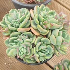 [수암다육] 덴트라잼 랜덤발송 Echeveria 'Dentra Jam' 랜덤발송 다육 다육이 다육식물 114 덴트라쨈