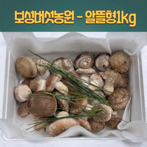 [븟븟] 보성버섯농원 송화고 송고 송화버섯 (알뜰형) 1kg, 1세트