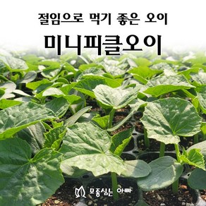 [모종심는아빠] 절임용으로 먹기 좋은 미니피클오이(트레이), 모종10개, 1개